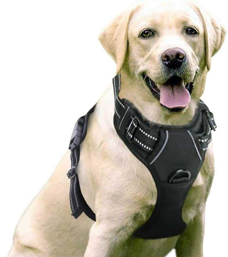 dog hiking harness