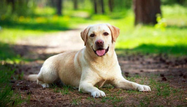 Best Hiking Dog - Labrador