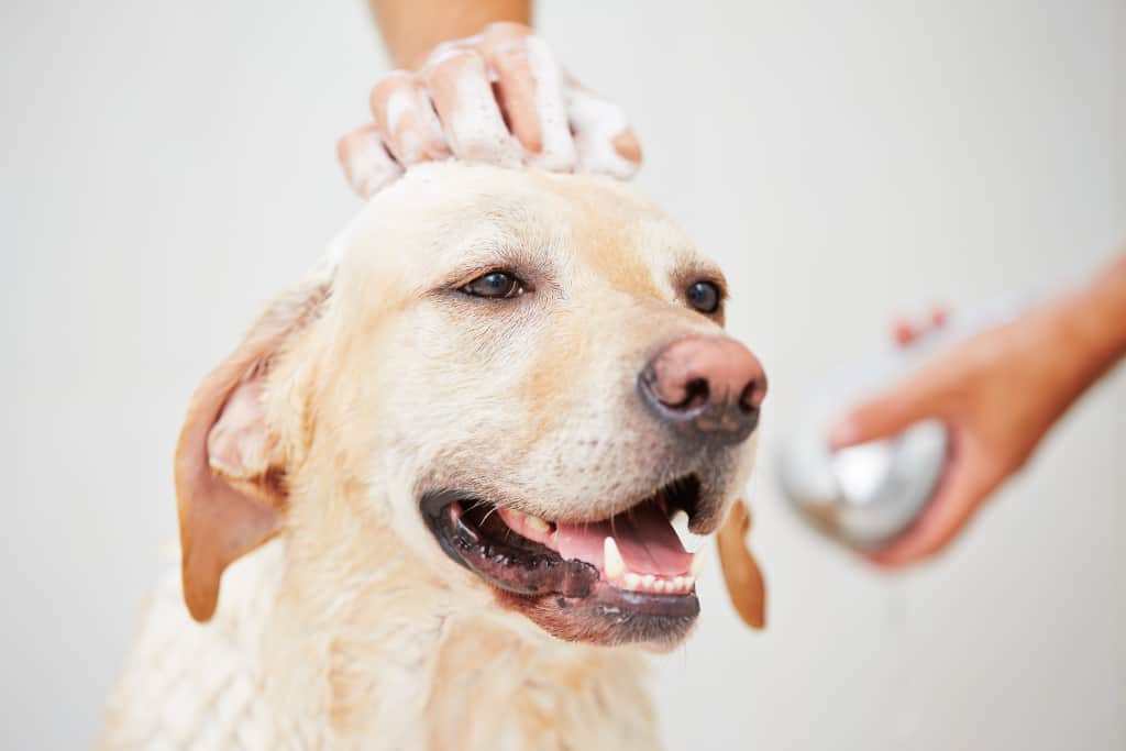 Dog Bath with Shampoo