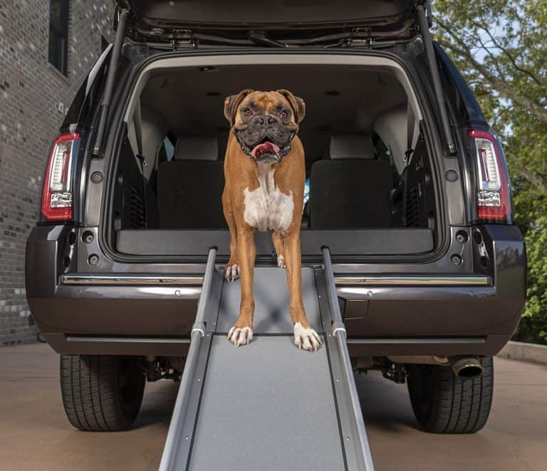 10 Best Dog Ramps for SUVs (2023) Get Your Dog Into the Car