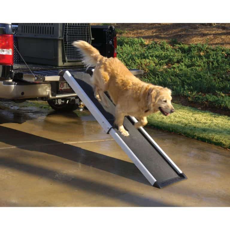 Dog using a ramp for SUV