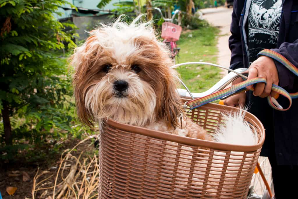 Best Dog Bike Basket