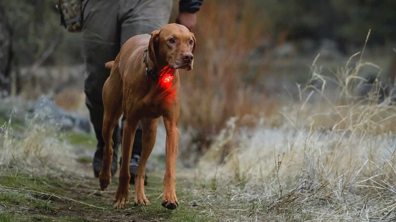 Dog Collar Flashlight