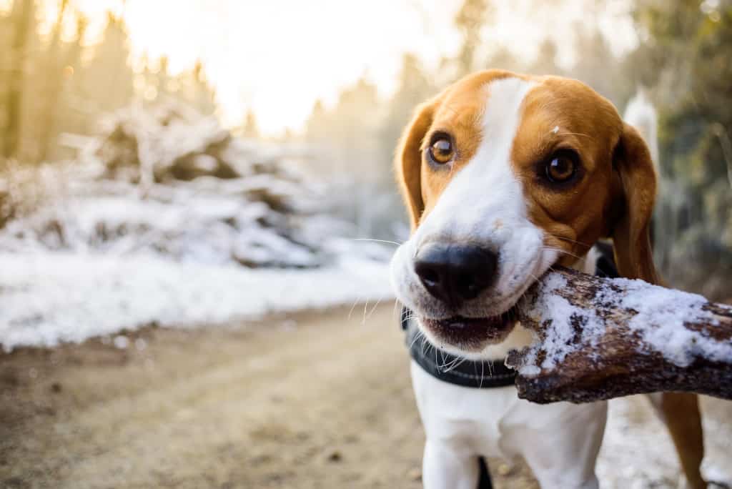 Beagle that Like to Chew