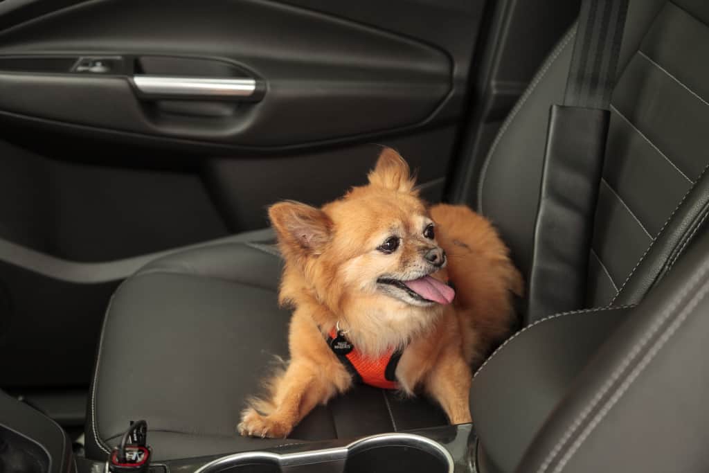 Buckle Up Your Dog in the Car