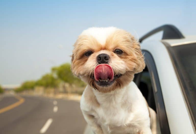 Dog Car Safety