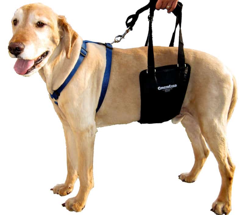 GingerLead Dog Support & Rehabilitation Harnesses