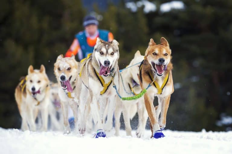 Sled Dog Race on Snow