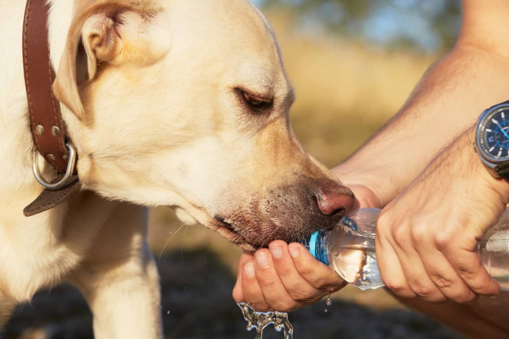 How often should I give my dog water on a run?