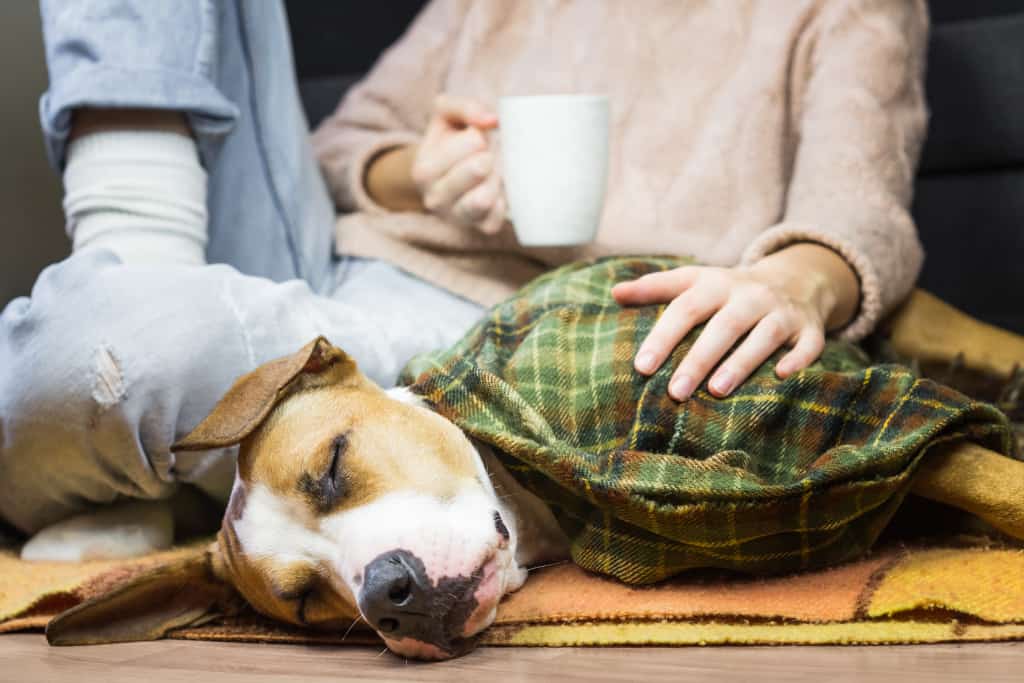 Dog Sleeping under Blanket
