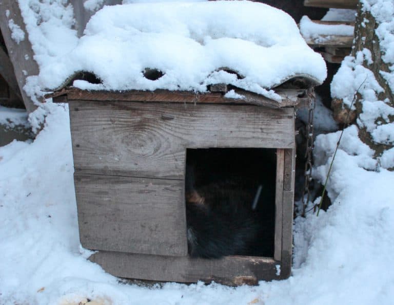 Best Dog House for Winter
