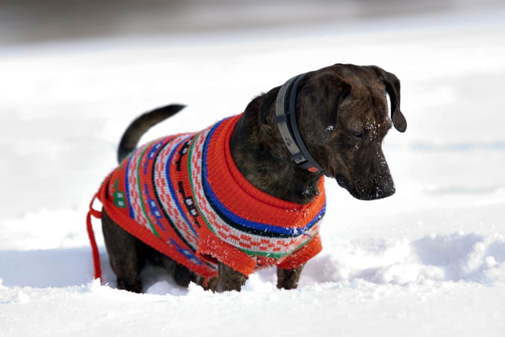 Best Dog Winter Coat