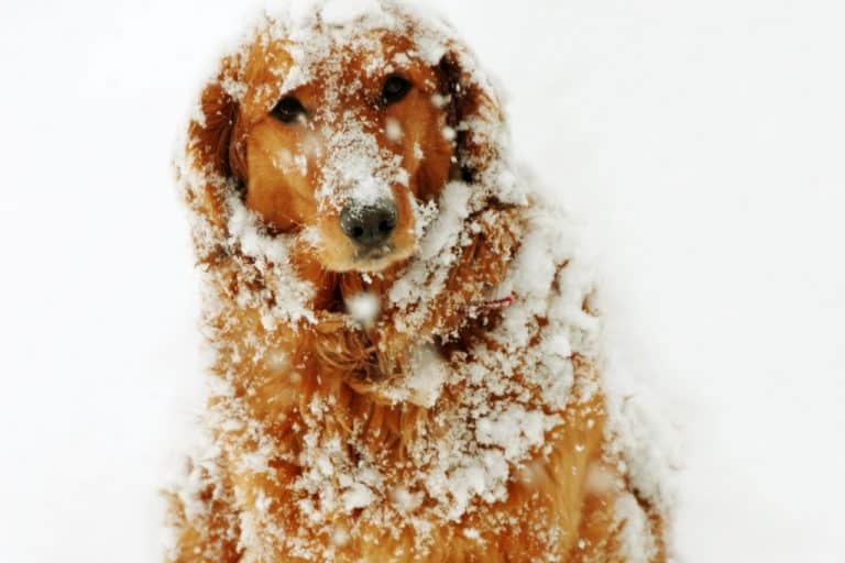 Dog at Snow