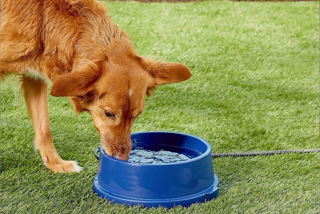 Best Heated Dog Water Bowl