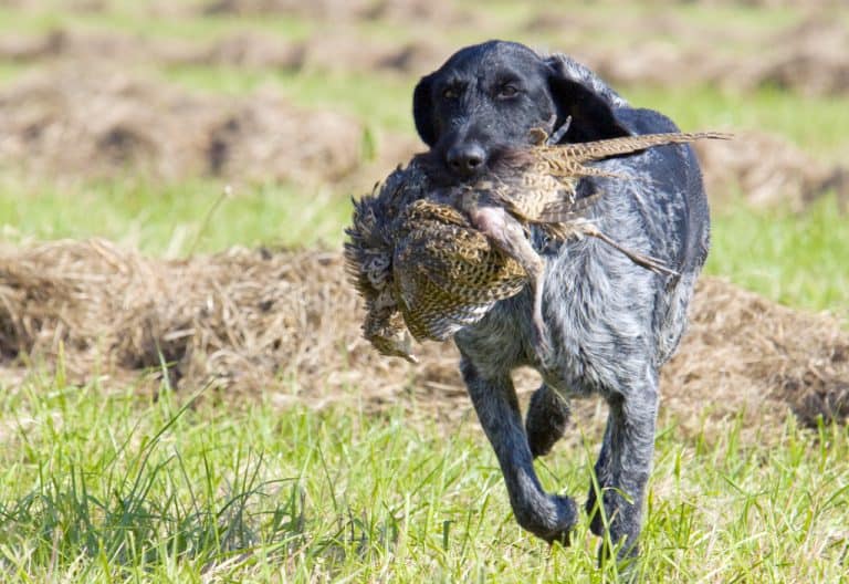 Best Hunting Dog Tracking Systems