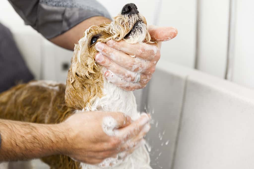 Best Puppy Shampoo for Bathing