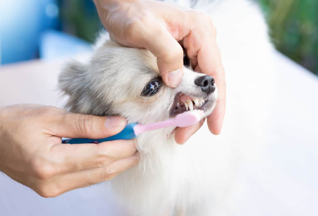 Brushing Dog Teeth