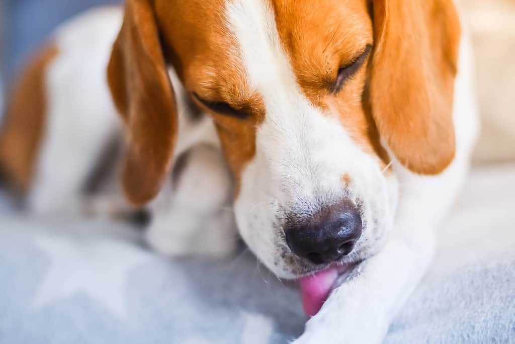 Beagle Lick Paw