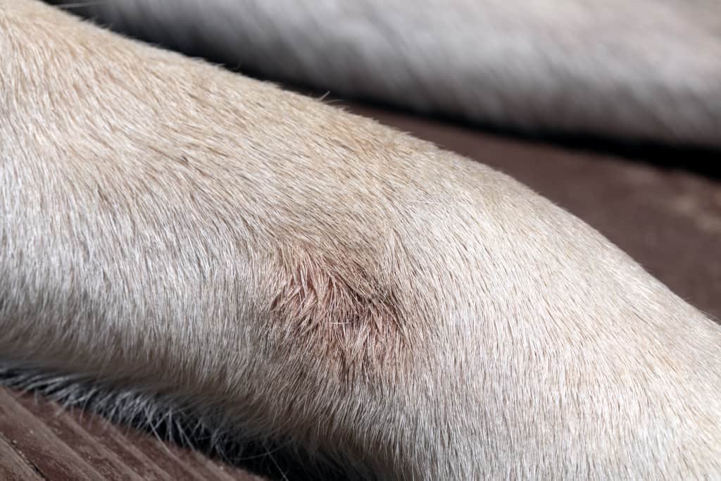 Dog Paw Infection