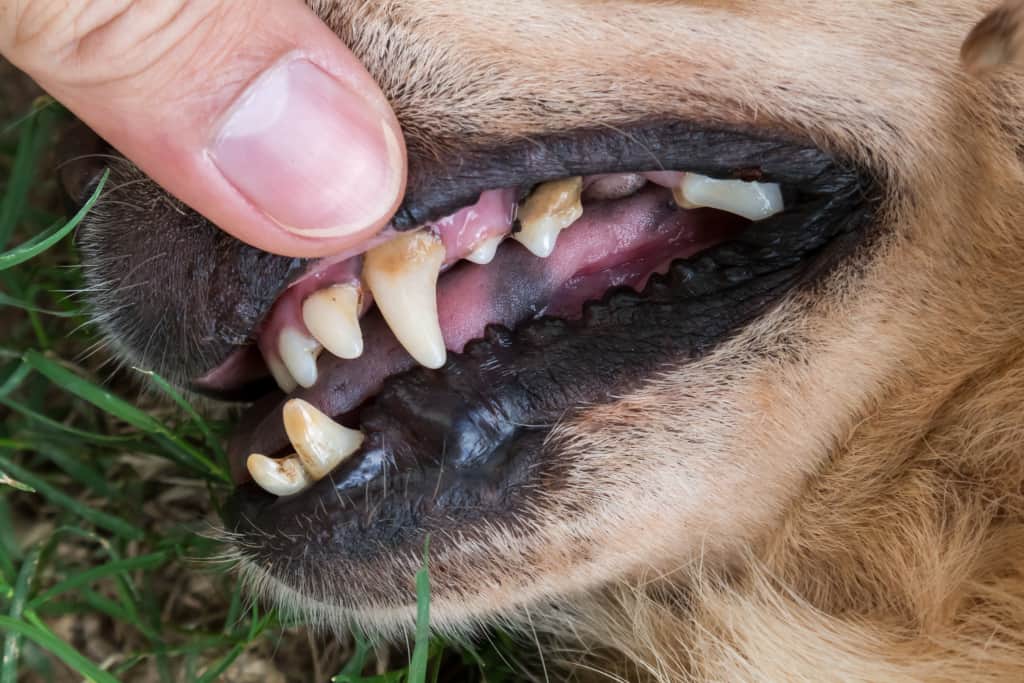 Dog Dental Issues
