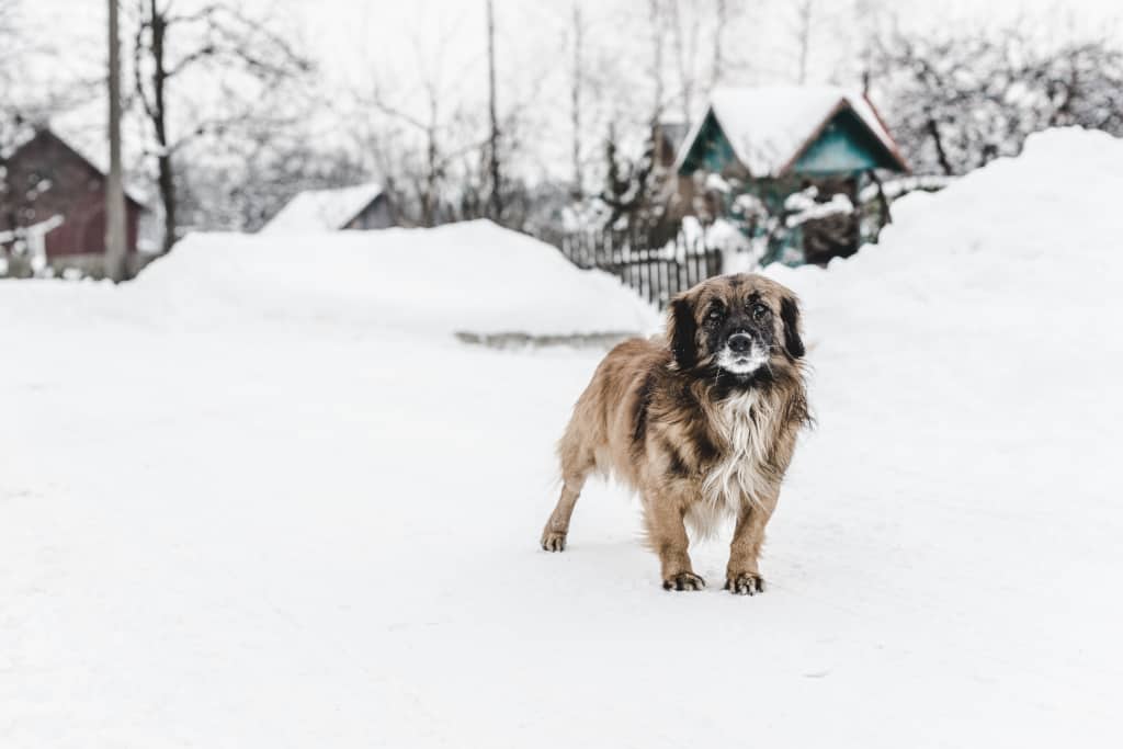 A dog in the winter