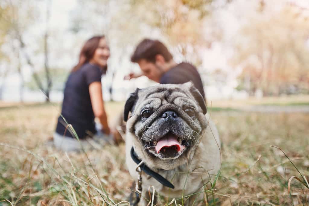 A Pug is Playing in the Park with a Couple