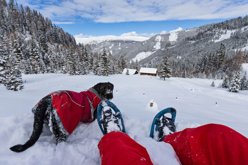 Snowshoeing With Dogs