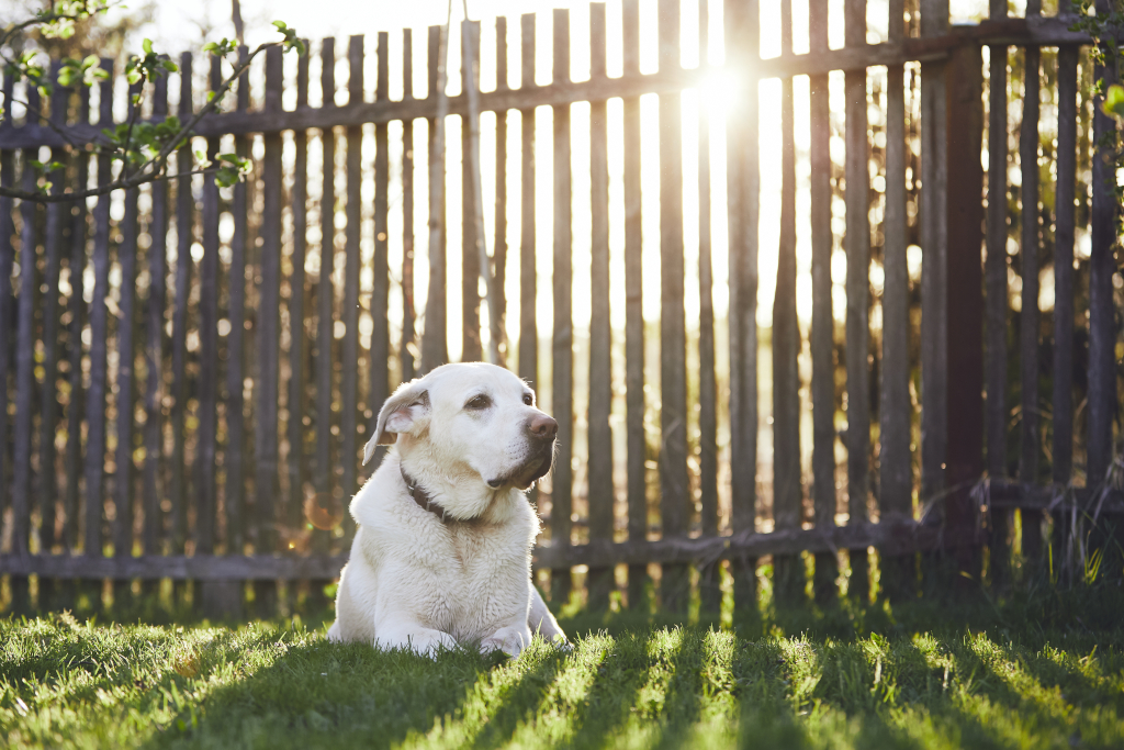 How to Build a Dog Run in Your Backyard