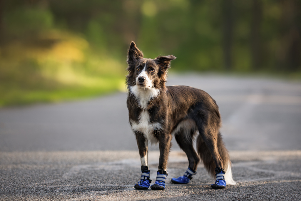 Grey Border Collie in Blue Hiking Boots