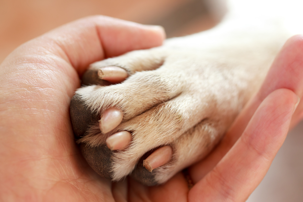 Protect Dog Paw When Hiking
