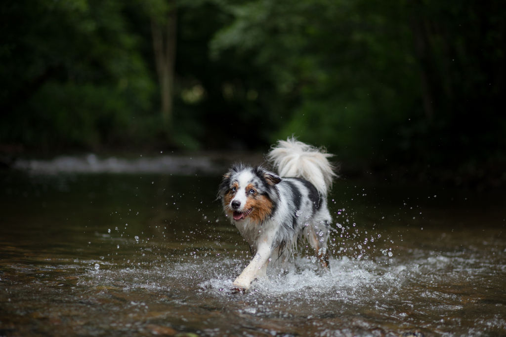 Hiking Dog Water Crossing