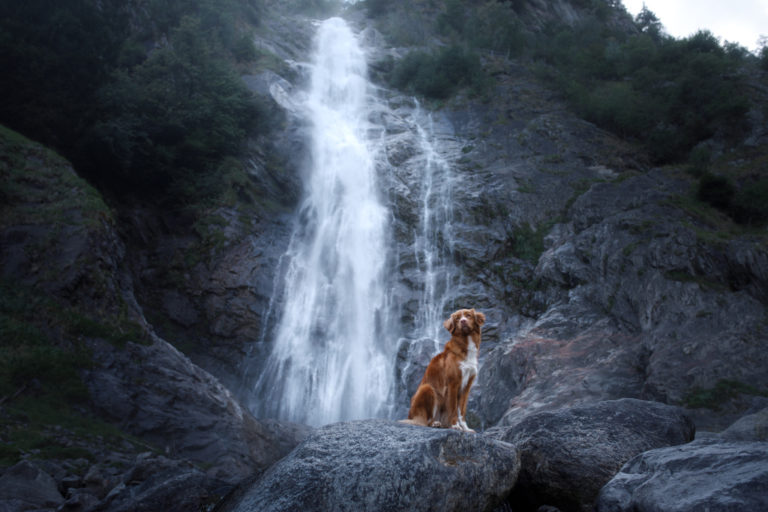 Dog In Front of Waterfall