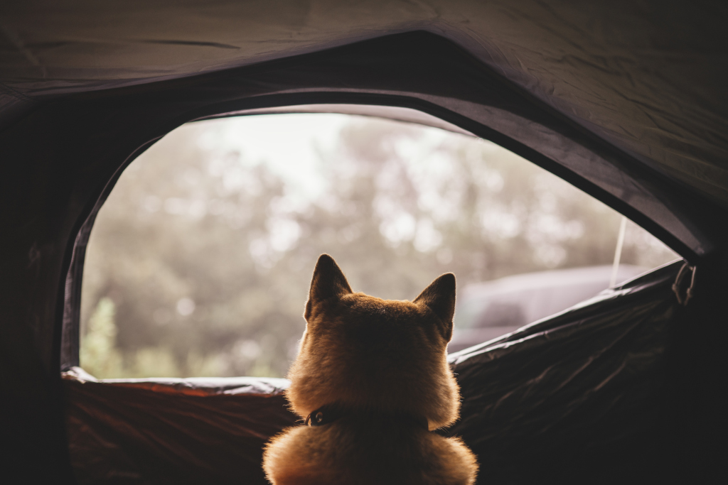 Dog Inside Tent