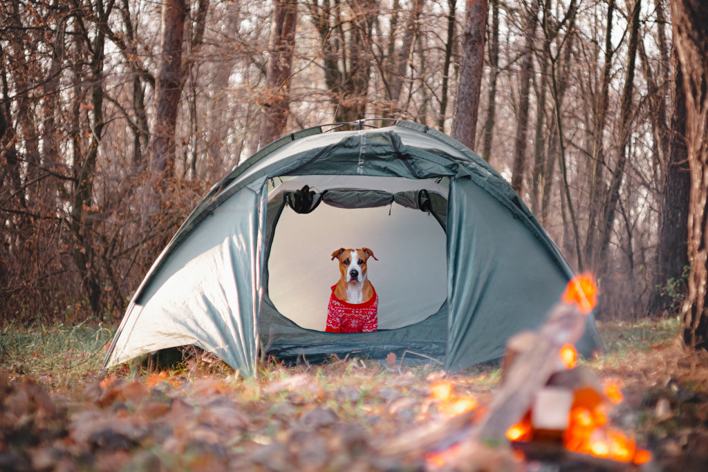 Dog in a Tent with Sweater