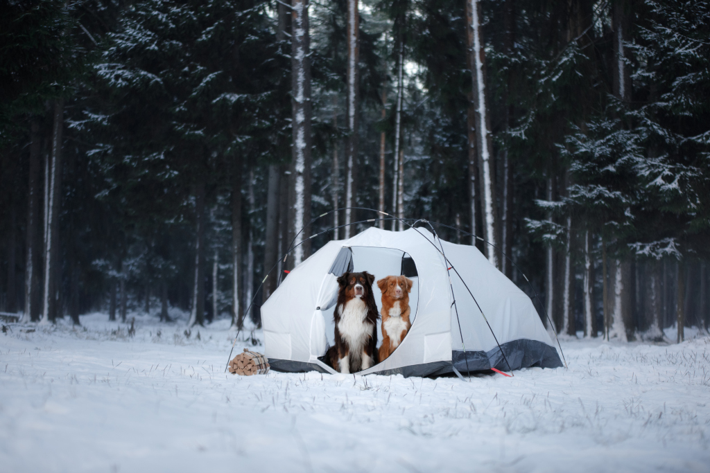 Dogs In Winter Camping Tent