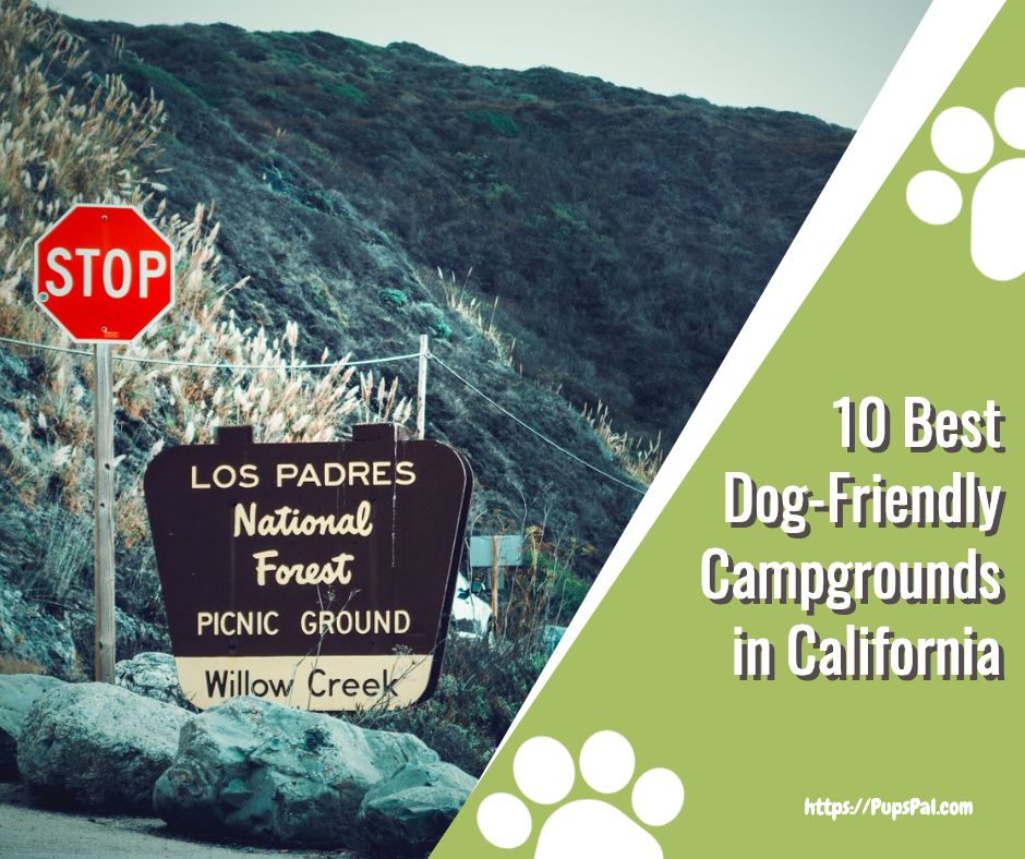 The 10 Best Dog-Friendly Campgrounds in California