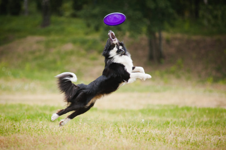 Dog Frisbee Jump