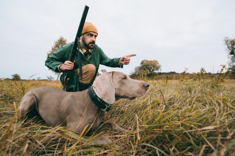 Hunting Dog Training Tips Turn Your Pup into a Reliable Hunting Partner