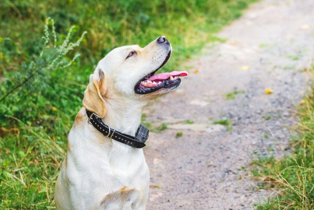 Dog Training with a Shock Collar