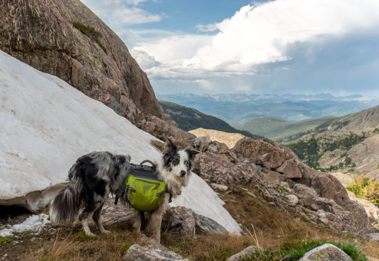 Dog with Hiking Pack