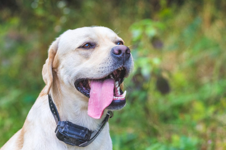 Dog Shock Collars - The Good & The Bad