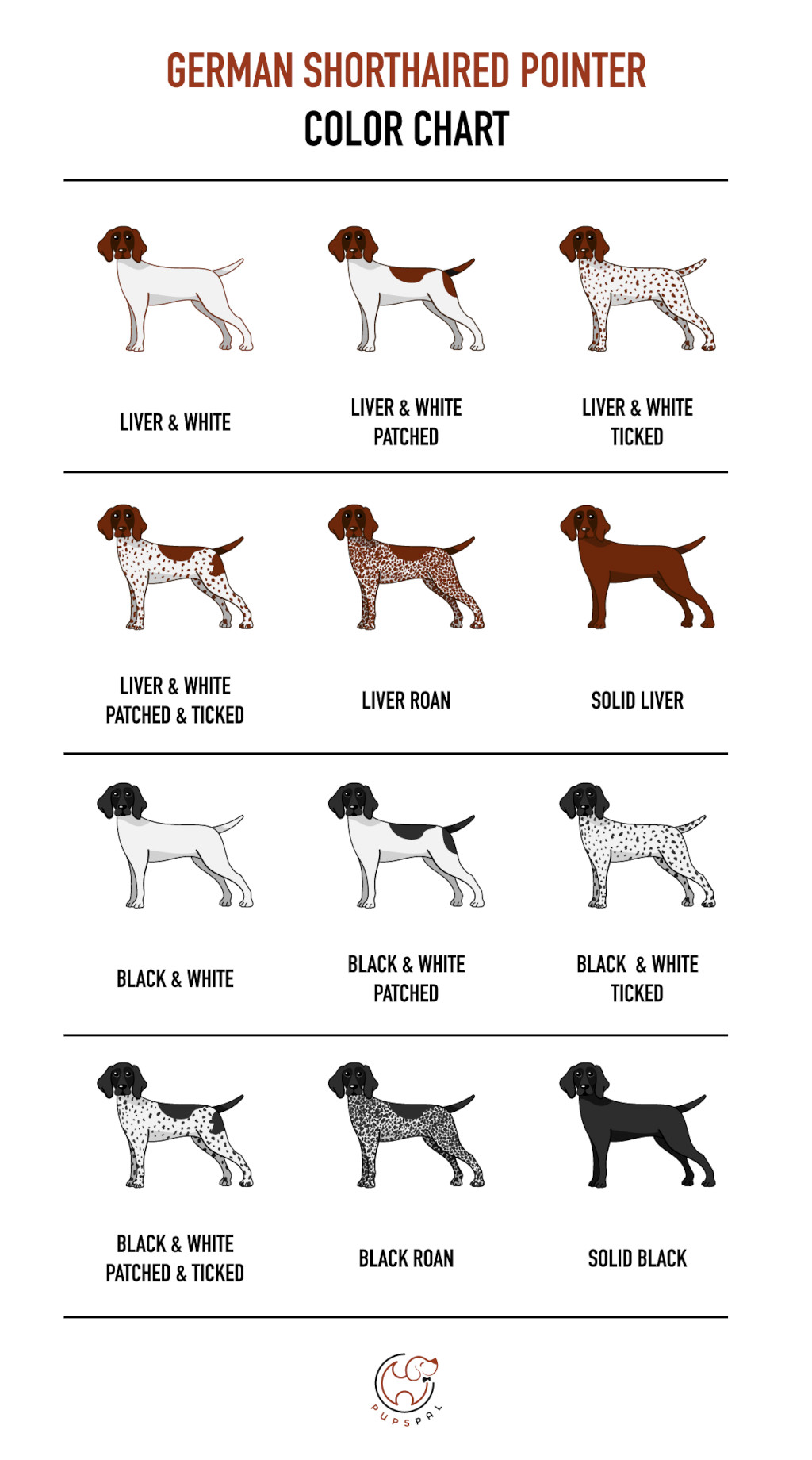 GSP - German Shorthaired Pointer Colors
