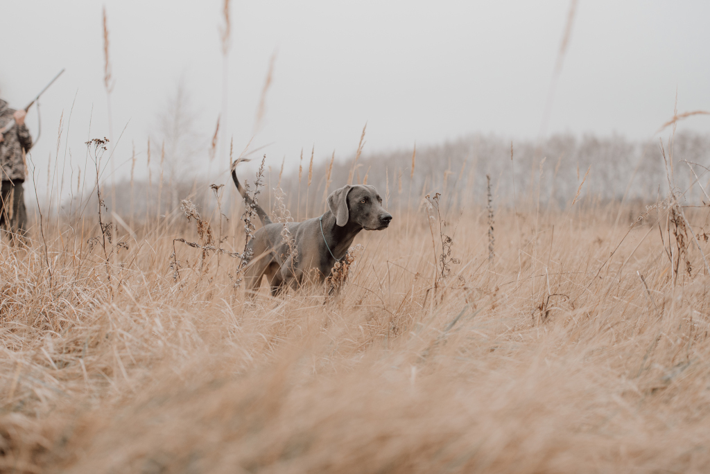 Training a Hunting Dog Weimaraner