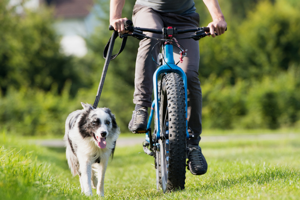 Border Collie Running Alongside Bicycle