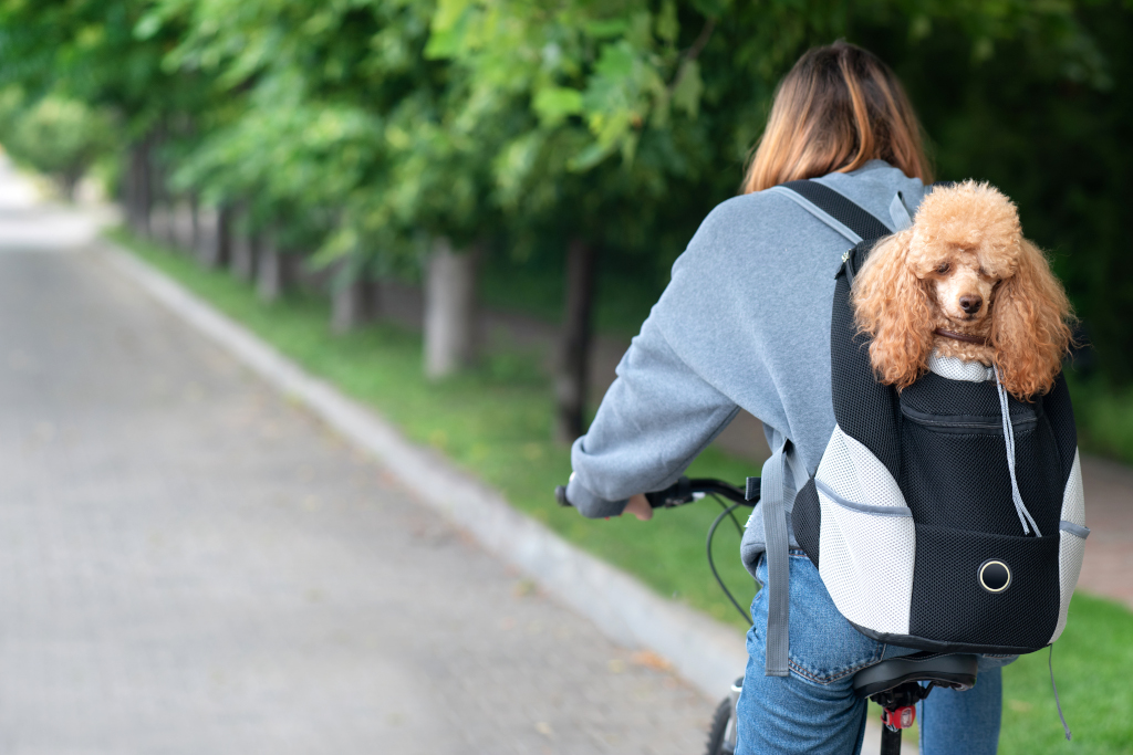 Cyclist with Poodle in Backpack Carrier