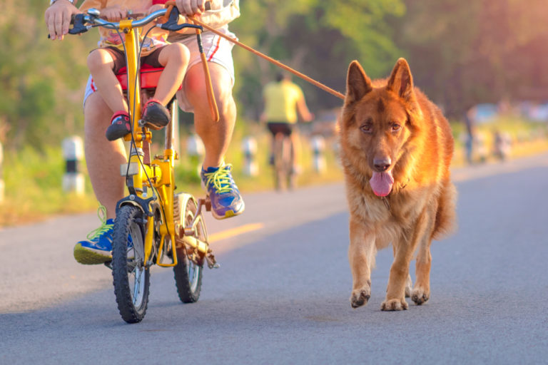 Is Cycling with Dog Cruel