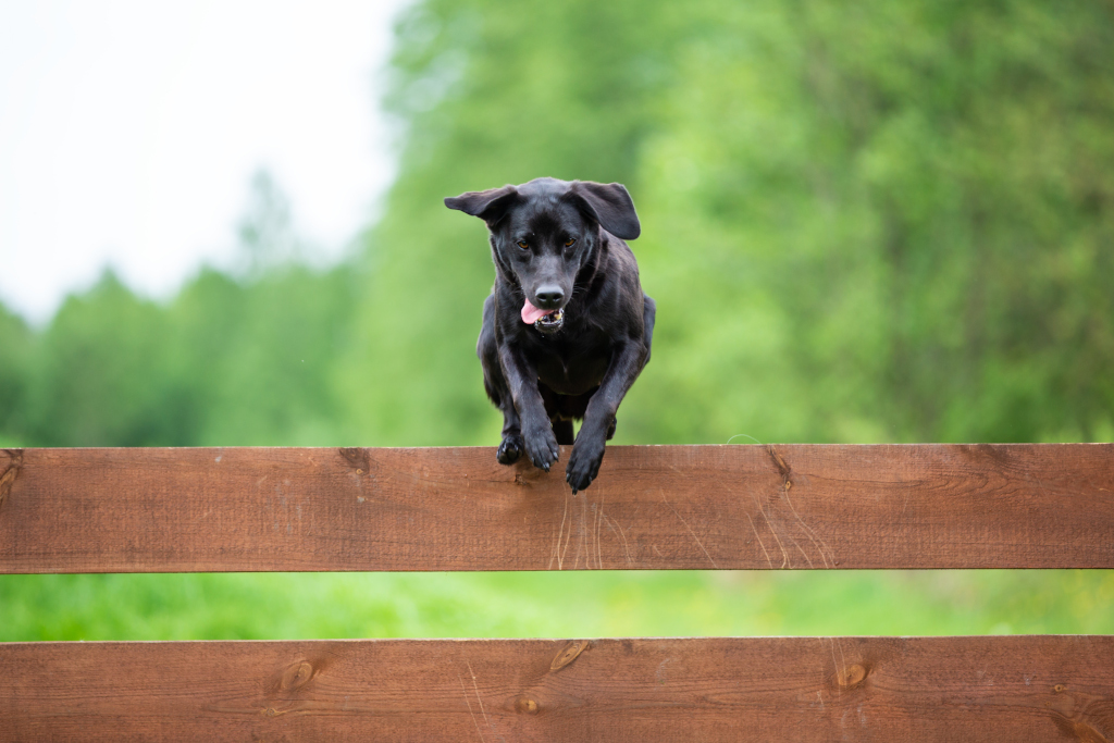 Dog Jump Over The Fence