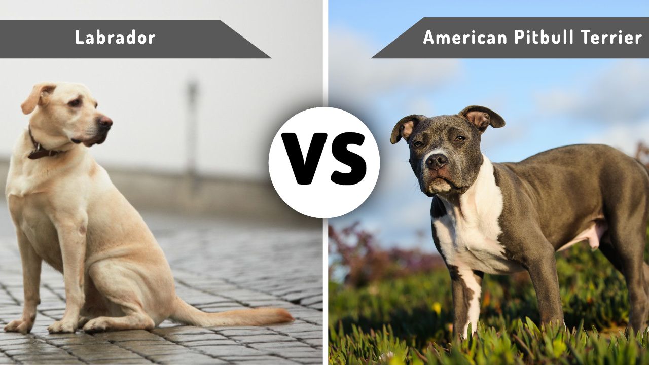 Labrador vs American Pitbull Terrier