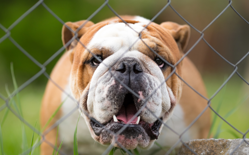 Are Underground Fences for Dogs Effective