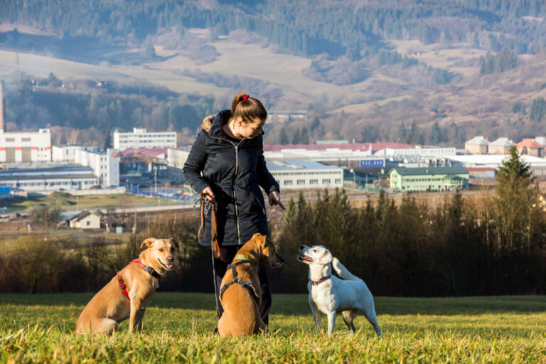 Women Instructing Dogs Unfenced Yard